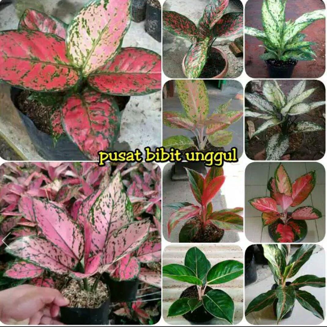 bibit bunga Aglonema 10 jenis dut anjemani-lady valentin-venus-lulaiwan-lipstik-lipstik clasic-gipen-snow white-red khocin-bater fly