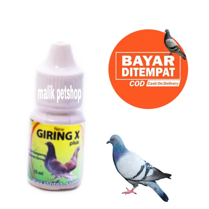 Cara Mengobati Burung Dara Batuk Contoh Lif Co Id