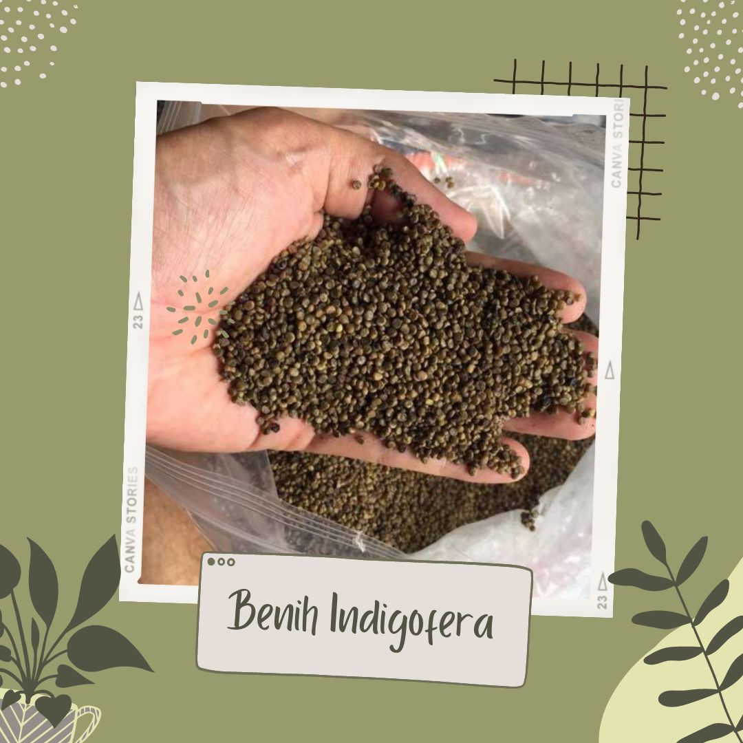 INDIGOFERA BIJI, INDIGOFERA SUPER, INDIGOFERA PAKAN TERNAK | Lazada ...