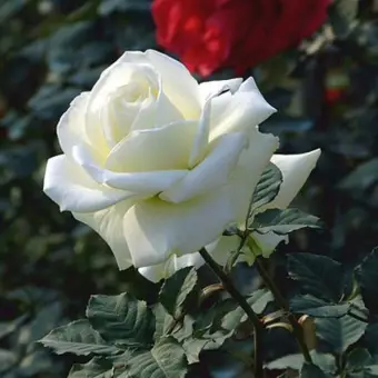 Tanaman Hias Bunga Mawar Putih Membeli Jualan Online Tanaman