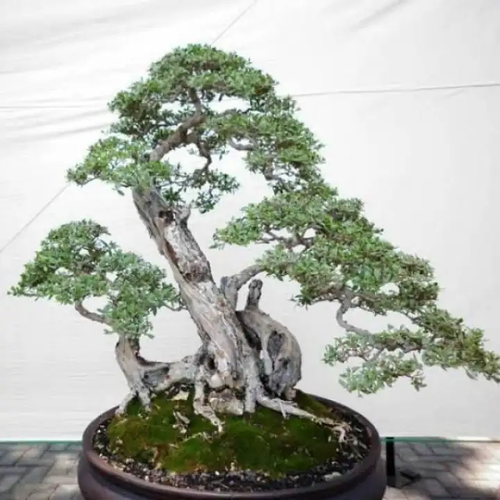 Featured image of post Bonsai Santigi Mawar