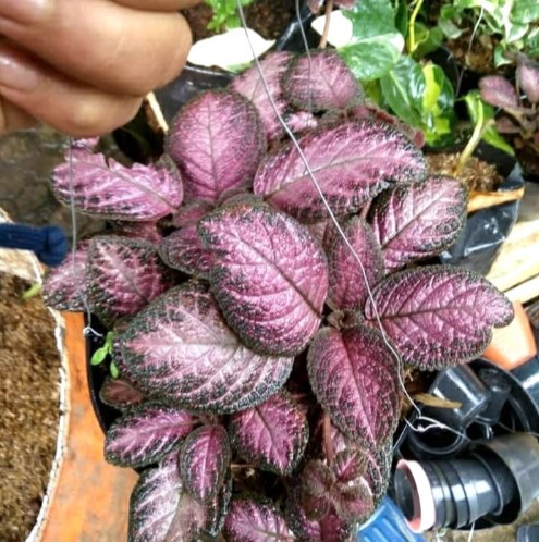 Bunga Episcia Pink Blush Tanaman Hias Daun Beludru Epicsia Pink ...