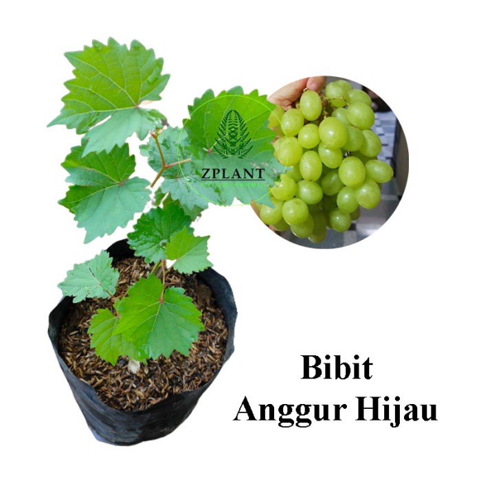 Pohon Anggur Hijau