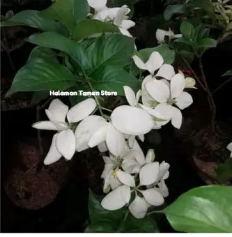 Tanaman Hias Bunga Nusa Indah Tanaman Bunga Putih Lazada Indonesia