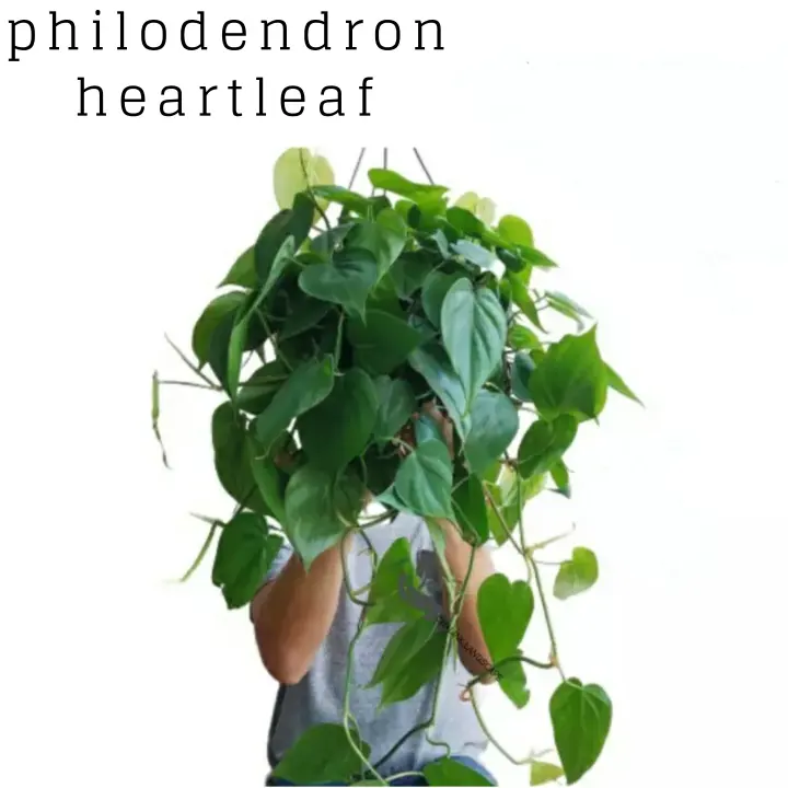 Philodendron Heart Leaf Srigading Hijau Tanaman Hias Gantung Tanaman Rambat Lazada Indonesia