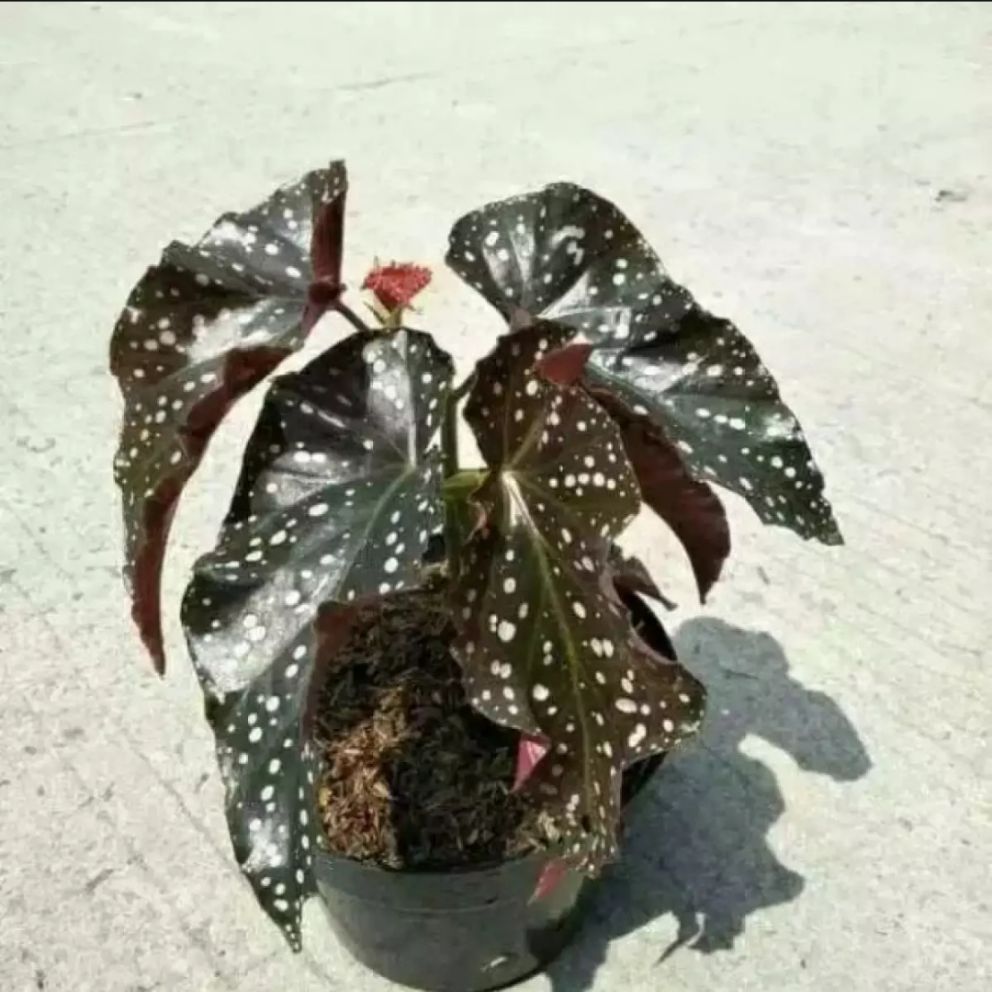 Tanaman hias begonia maculata mocca / tanaman hias begonia mocca ...