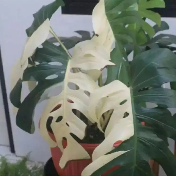 Daun Bunga Monstera Varigata Plastik Kresek Lazada Indonesia