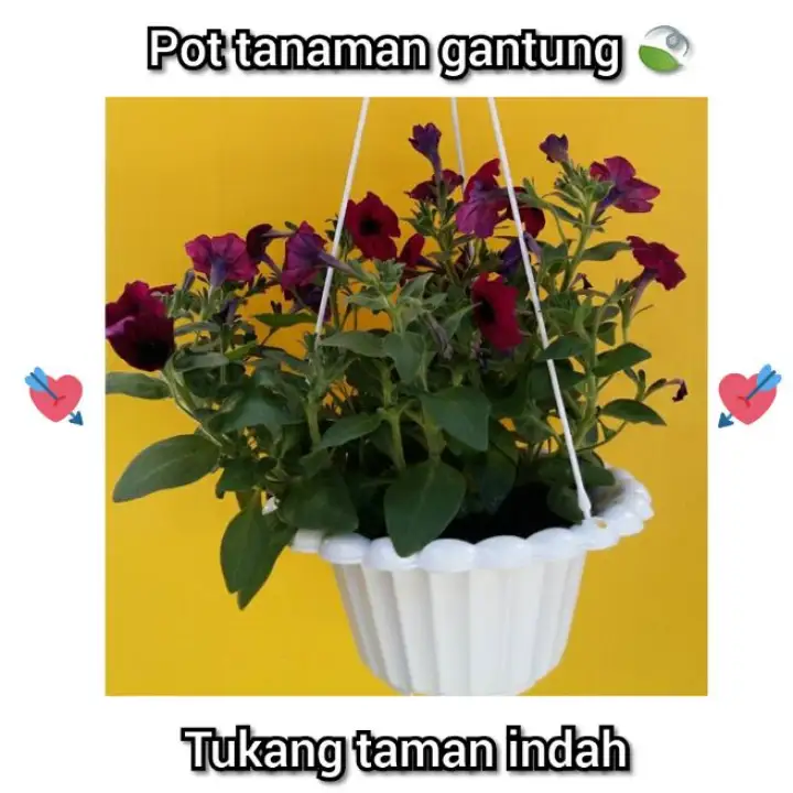 Cod Promo Pot Gantung Pot Tanaman Hias Pot Bunga Pot Tanaman Gantung Pot Gantung Putih Lazada Indonesia