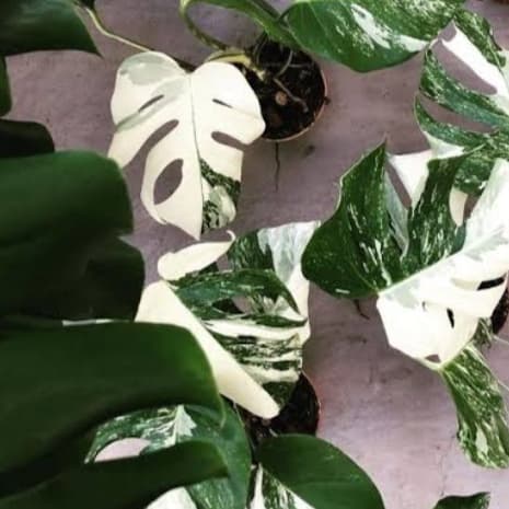 Monstera Varigata Batang Bonggol Lazada Indonesia