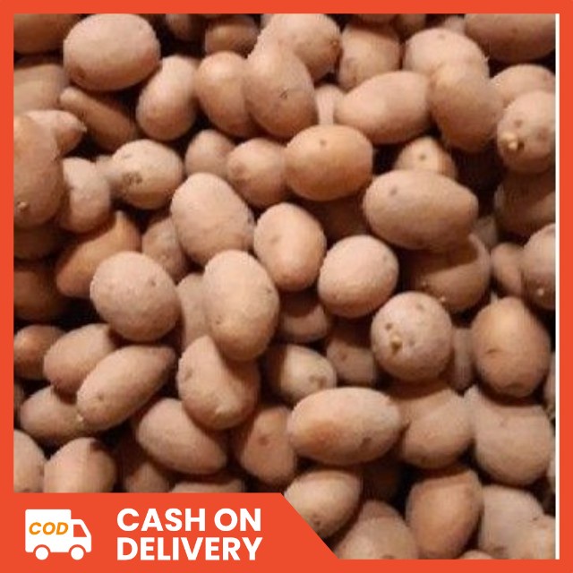 cod100 Benih Bibit Kentang G0 granola Bersertifikat Lazada Indonesia