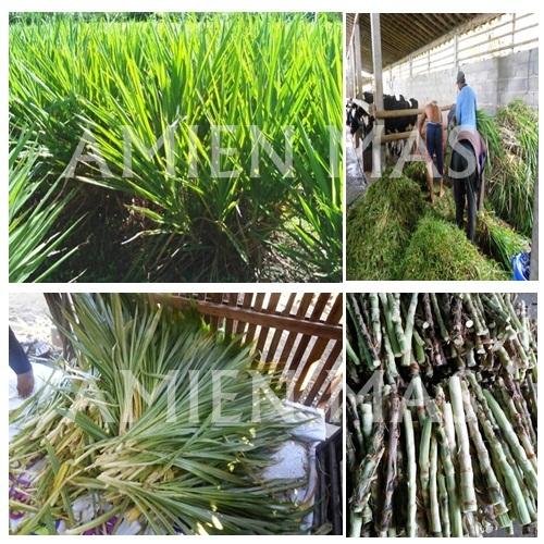Bibit Rumput Odot Kemasan 1 kg