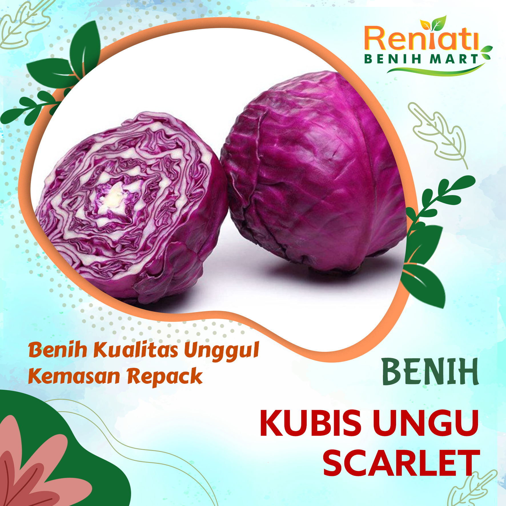 10 Biji Benih Kubis Ungu Scarlet Benih Sayuran Kubis Ungu F1 Lazada