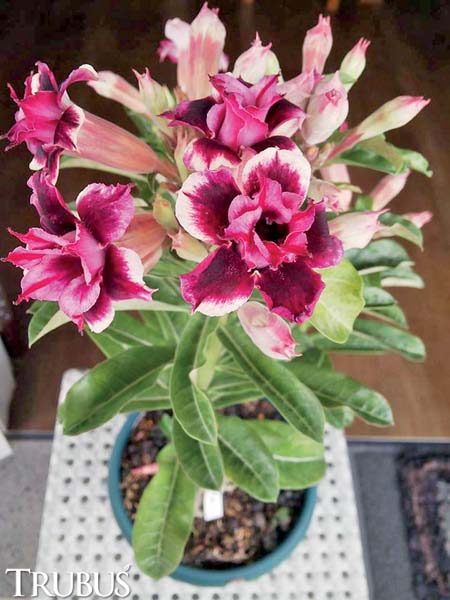 Adenium Bunga Tumpuk Size A Cantik Kwalitas Unggul Harga Murah Bunga Adenium Jepang Tumpuk Lazada Indonesia