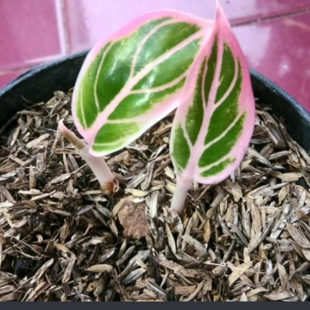 Bonggol Akar Stek Tanaman Hias Bunga Aglonema Lotus Lazada Indonesia