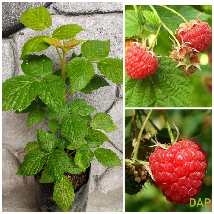 Tanaman Bibit Buah Raspberry Import  Lazada Indonesia