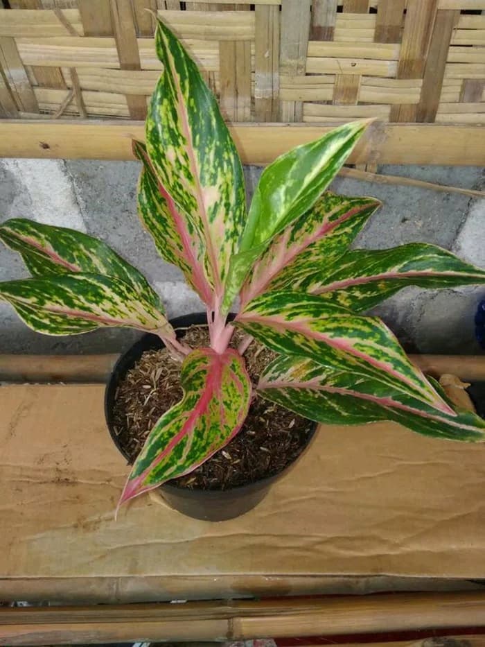 Tanaman Hias Aglaonema Butterfly Lazada Indonesia