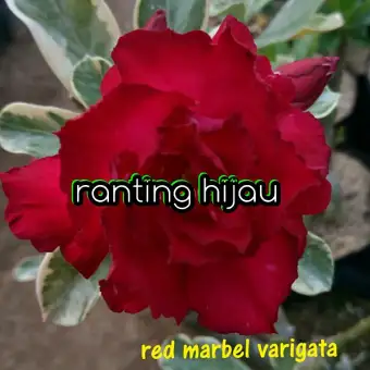 7000 Gambar Bunga Adenium Paling Baru 7000 Gambar Bunga Adenium Paling Baru