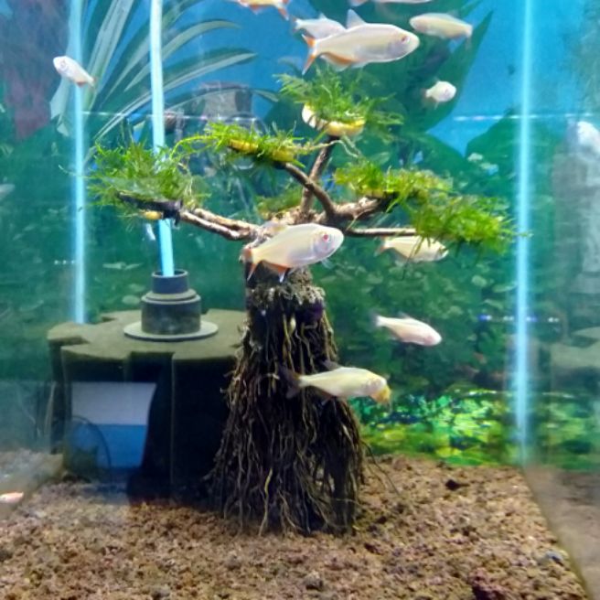 Bonsai Aquascape Mini 1 Pcs Membeli Jualan Online Dekorasi Dengan Harga Murah Lazada Indonesia