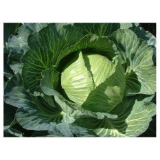 Amefurashi Benih Bibit Sayur Kol Kubis Hijau