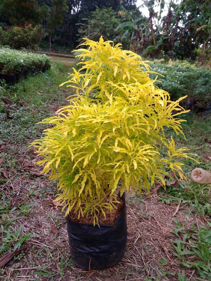 Tanaman His Brokoli Kuning Lazada Indonesia