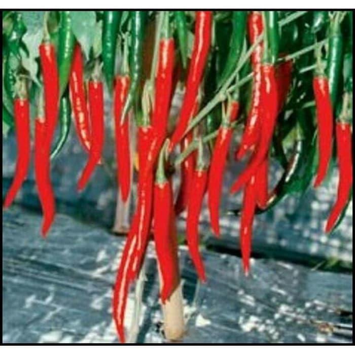 Original produk Benih Bibit Cabe Cabai Besar Hibrida F1 SANTA 32-