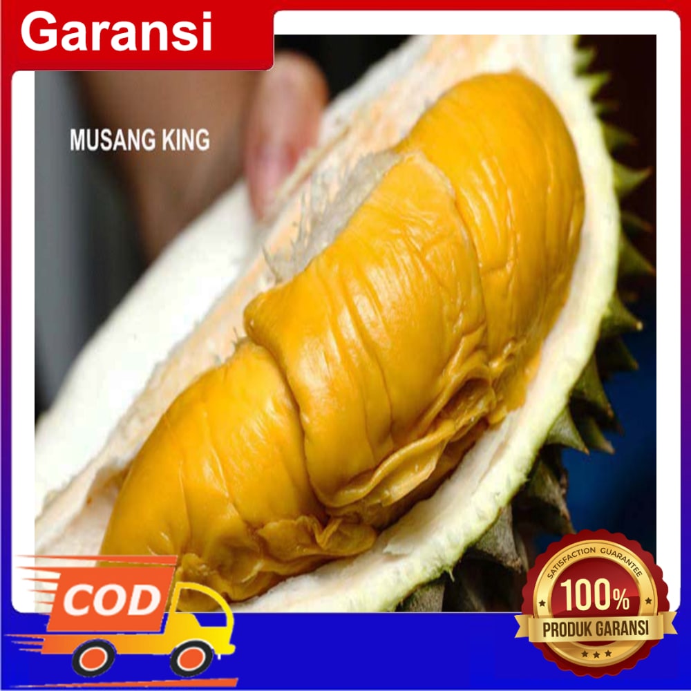 Bibit Durian Musang King/Raja Kunyit (D197) 40 Cm - 50 Cm | Lazada ...