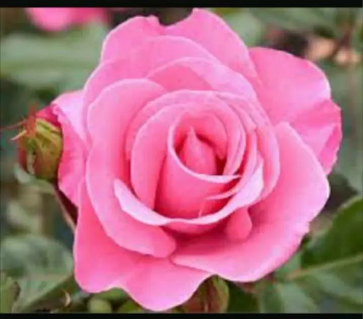 Tanaman Bunga Mawar Pink Membeli Jualan Online Tanaman Biji Dan