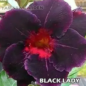 Bibit Bunga Kamboja Adenium Black Lady Lazada Indonesia