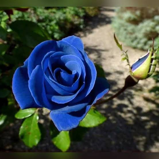 3 Benih Bunga Mawar Biru Rambat Climbing Blue Rose Mudah Tumbuh Lazada Indonesia