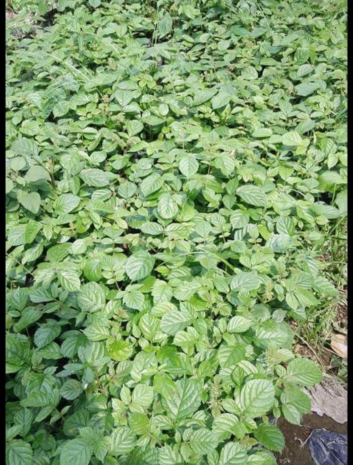 10 Bibit Tanaman Pohon Sepatu Dea Merah Bibit Terbaik