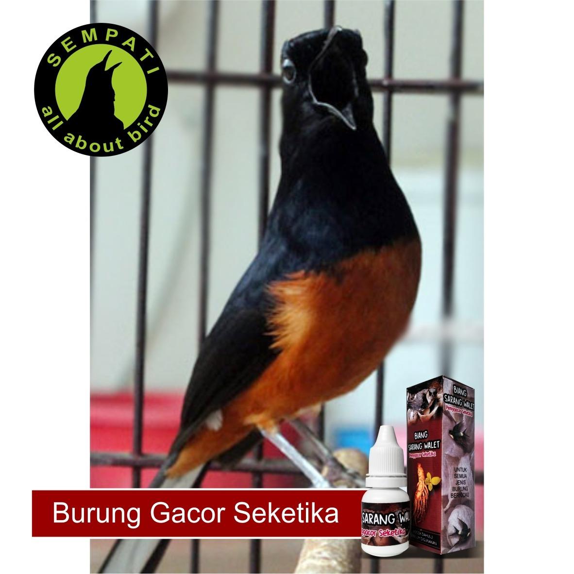 Biang Sarang Walet Penggacor Seketika Sempati Vitamin Burung
