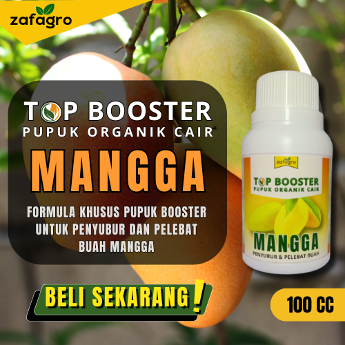 Pupuk Mangga Super Lebat Pupuk Booster Mangga Pelebat Buah Pupuk ...