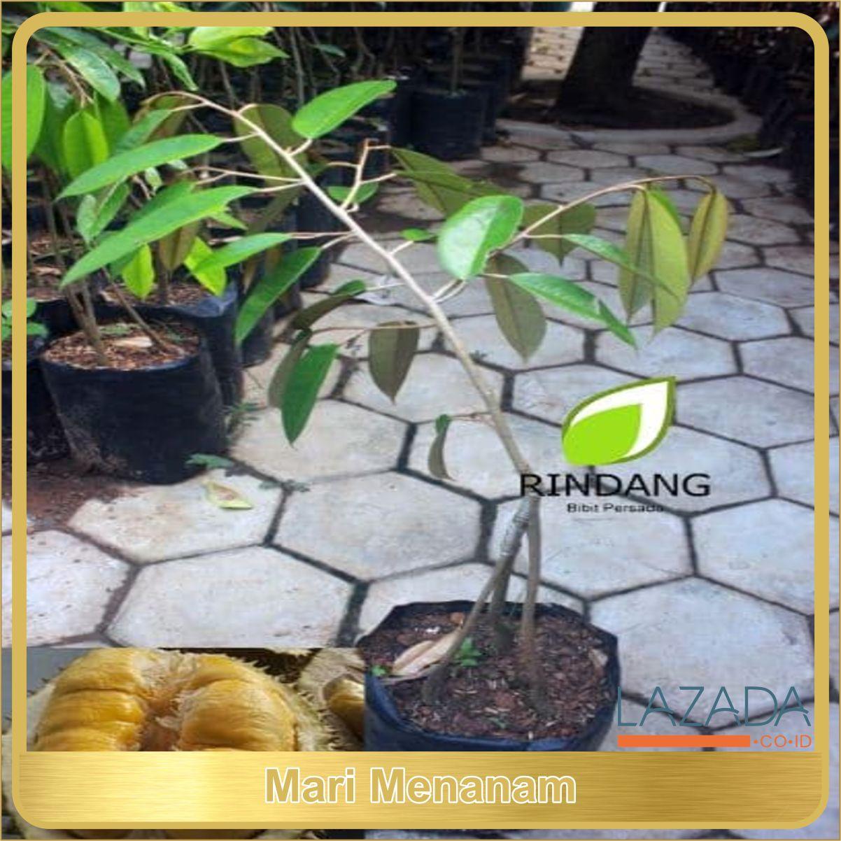 BIBIT DURIAN BHINNEKA BAWOR KAKI 3 | BERBUAH 3 KALI DALAM SETAHUN TERLARIS DI LAZADA