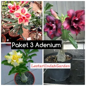 Paket 3 Tanaman Adenium Bunga Tumpuk Tanaman Hias Adenium Tanaman Kamboja Jepang Tanaman Bunga Adenium Lazada Indonesia