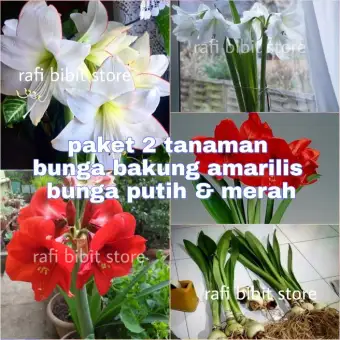 Paket 2 Tanaman Hias Bakung Amarilis Bunga Putih Dan Merah Tanaman Hias Bunga Bakung Amarilis Lazada Indonesia