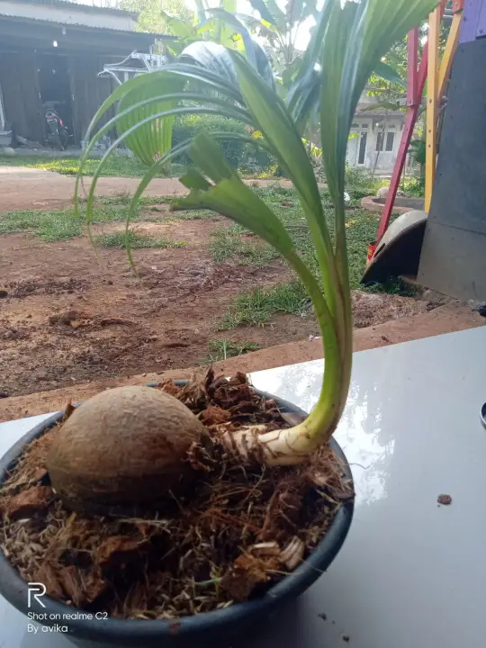 Tanaman Hias Kelapa Hijau Bonsai Lazada Indonesia