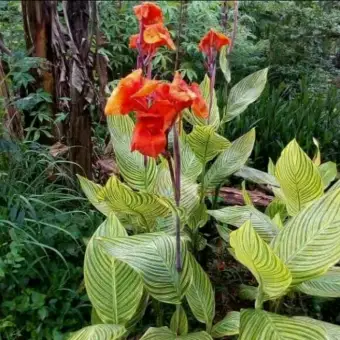 Tanaman Hias Bunga Kana Golden Bunga Merah Lazada Indonesia