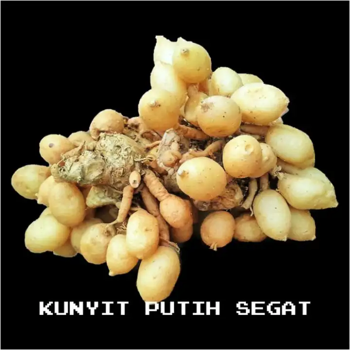 Kunyit Putih Segar Kunir Putih Alami Temu Putih Jamu Herbal 1kg Lazada Indonesia