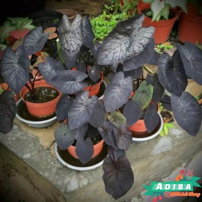 Tanaman Hias Keladi Black Magic Caladium Black Magic Colocasia Black Magic Lazada Indonesia