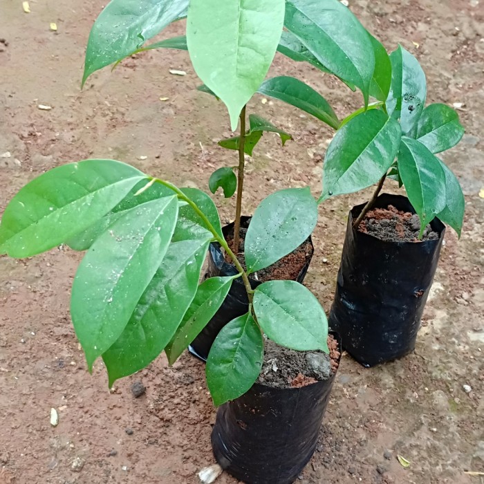 pohon sirsak dalam pot