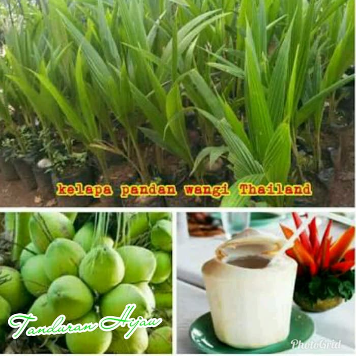 Terbaru^ Bibit Kelapa Pandan Wangi Asli Thailand  Lazada Indonesia