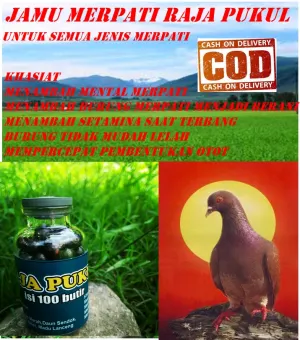 Bayar Di Tempat Jamu Merpati Balap Merpati Tinggi Kolong