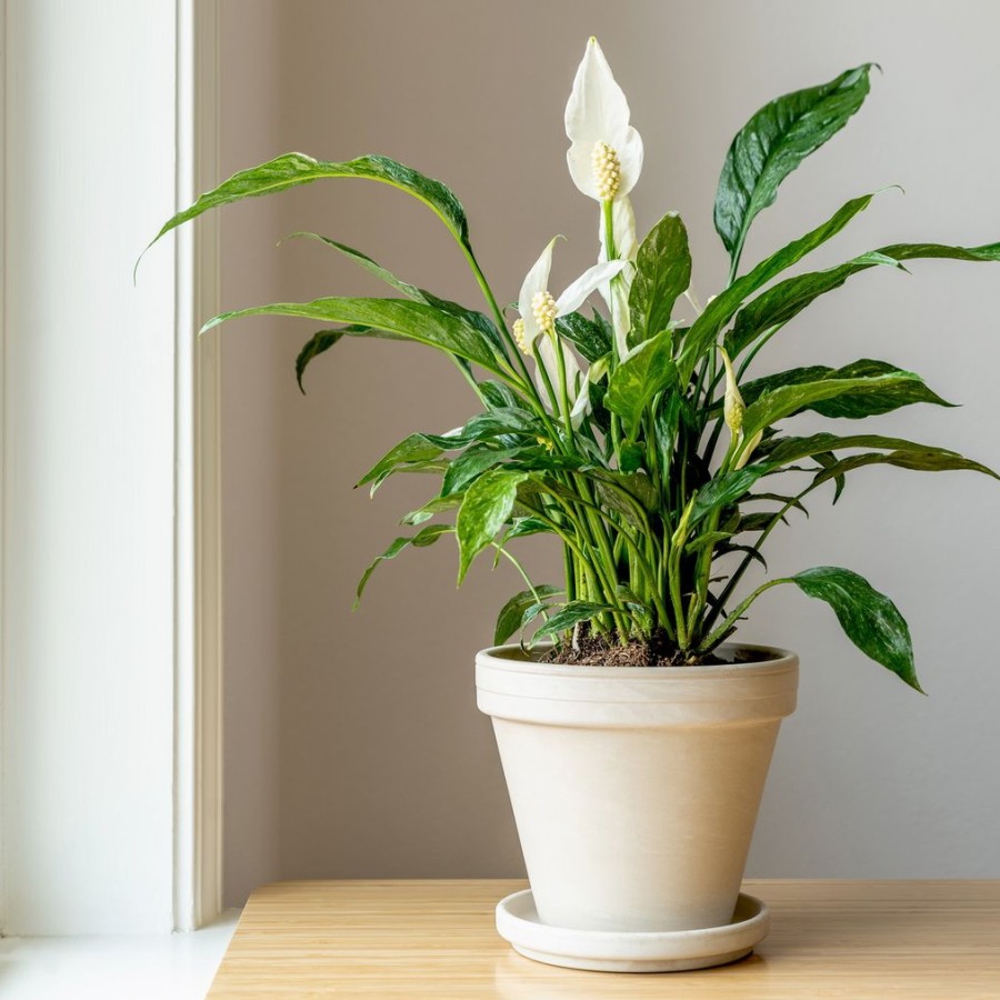 Tyumendagi seks partiyalari Gong Li porno film