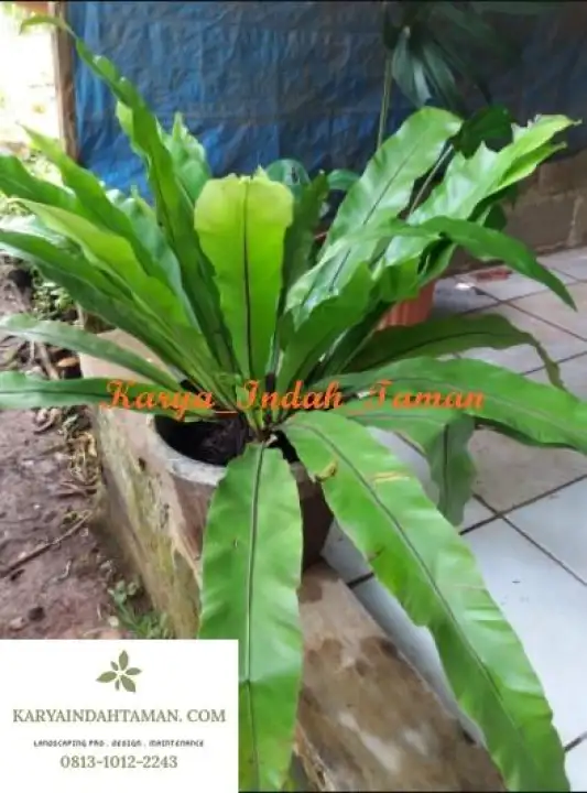 Tanaman Hias Kadaka Pakis Sarang Burung Lazada Indonesia