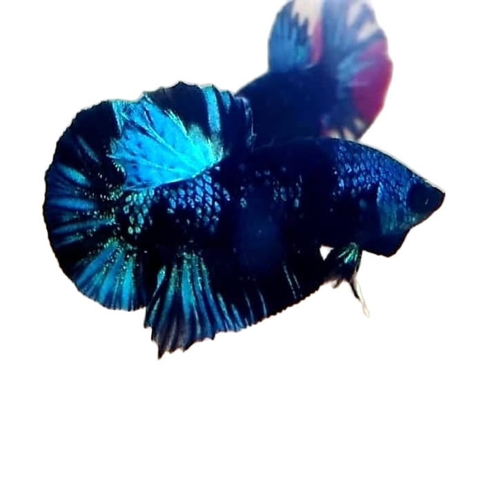 Satu Pair Satu Pasang Cupang Avatar Gordon Blue Seris Hiasan Aquarium Avatar Newhobi 2020 Cod Lazada Indonesia