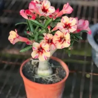 Promo Pohon Bunga Adenium Kamboja Jepang Bahan Bonsay Plus Pot Dan Lazada Indonesia