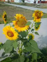 Bunga Matahari Ungu / Jual Produk Ungu Bunga Matahari Termurah Dan Terlengkap Juni 2021 Bukalapak / Meski banyak jenisnya, anggrek yang tenar ketika itu adalah.