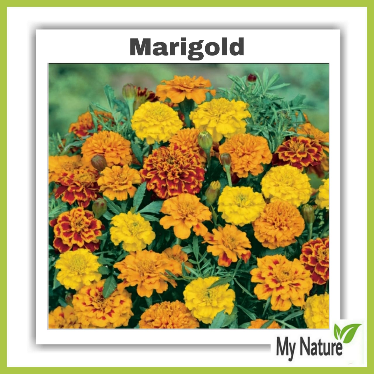 Jual Benih Bunga Marigold Terbaru Lazada Co Id