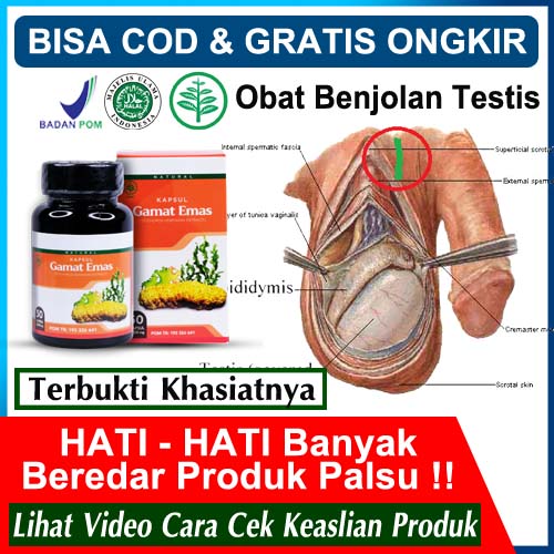 Jual Obat Bengkak Buah Zakar Sebelah Kanan Terbaru Lazada Co Id