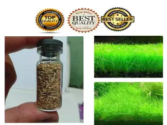 Mini Hairy Grass 3 Ml Biji Benih Tanaman Air Akuarium Aquascape